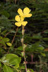 Narrowleaf primrose-willow